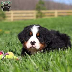 Jake, Bernese Mountain Dog Puppy